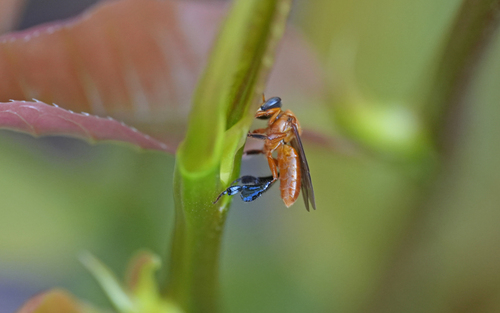 Camargoia nordestina