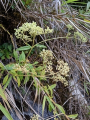 Patrinia glabrifolia