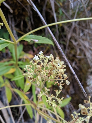 Image of Patrinia Glabrifolia (Patrinia glabrifolia) by (c) Cheng-Te Hsu, some rights reserved (CC BY)