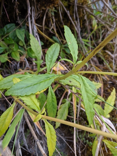Image of Patrinia Glabrifolia (Patrinia glabrifolia) by (c) Cheng-Te Hsu, some rights reserved (CC BY)