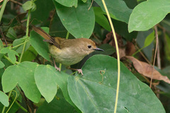 Large-Billed Scrubwren photo 3