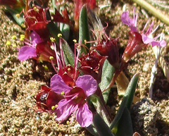 Ammannia luederitzii