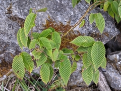 Carpinus rankanensis