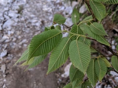 Carpinus rankanensis