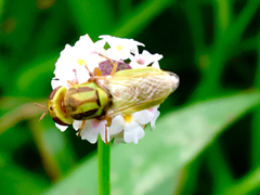 Hedriodiscus trivittatus
