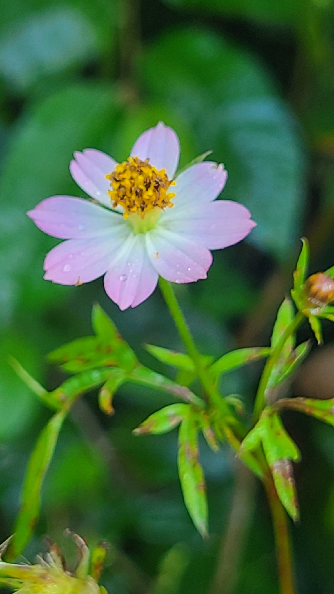 Imagem de Cosmos amarelo
