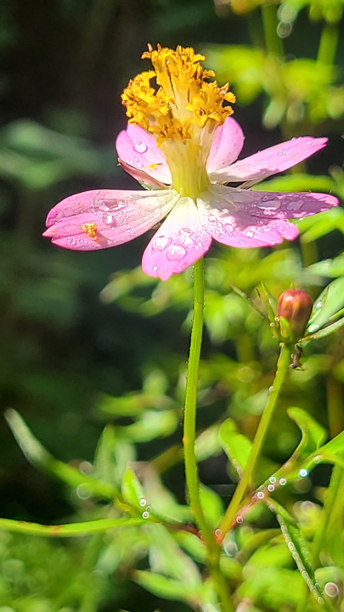 Imagem de Cosmos amarelo