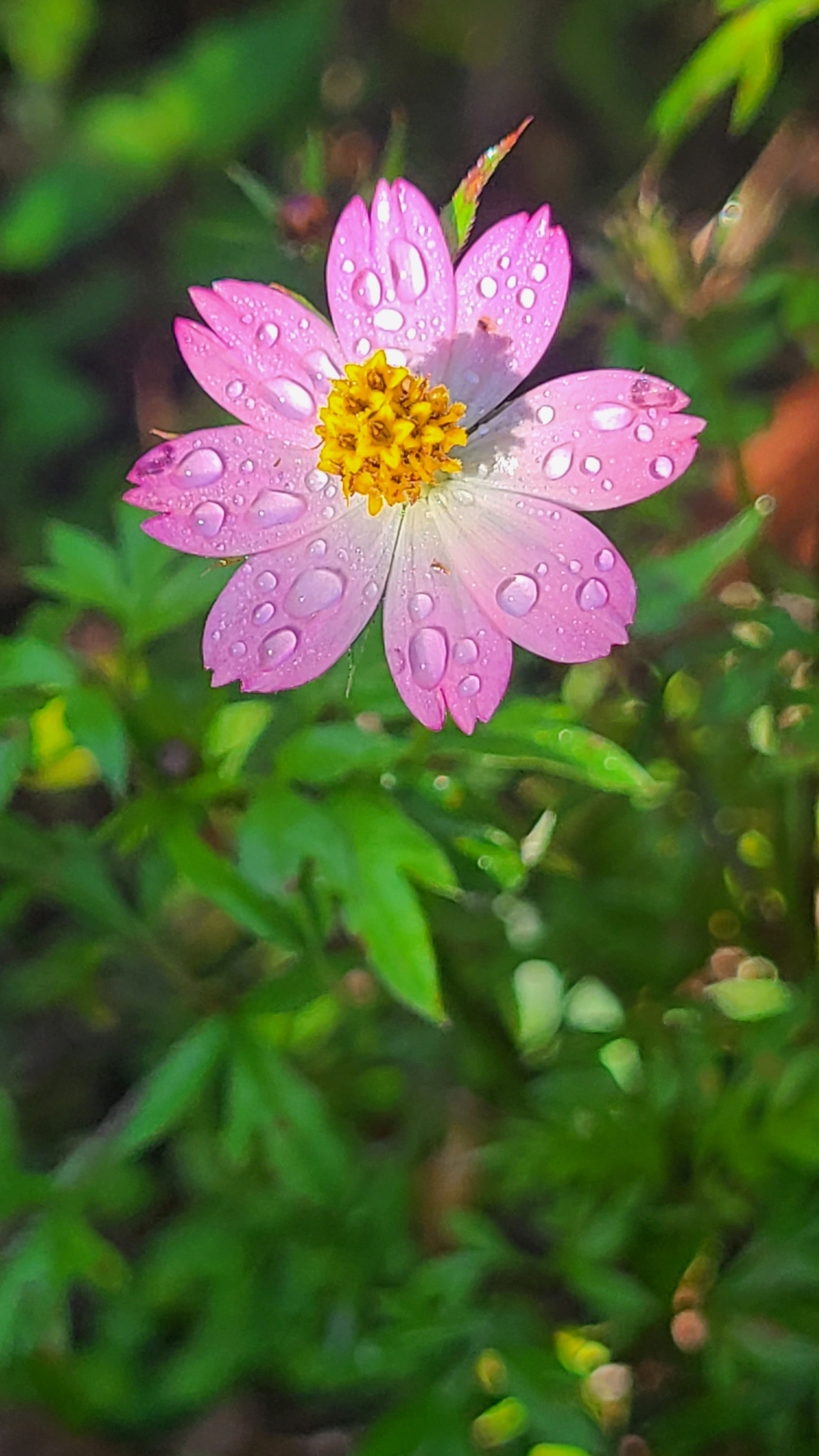 Imagem de Cosmos amarelo