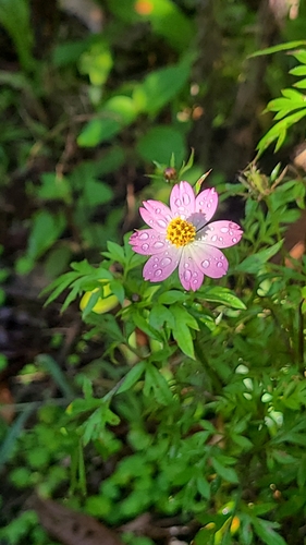 Foto de Cosmos amarelo