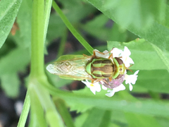 Hedriodiscus trivittatus