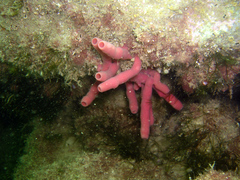 Haliclona mediterranea