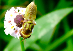 Hedriodiscus trivittatus