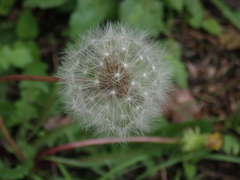 Taraxacum