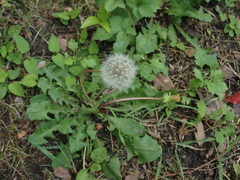 Taraxacum