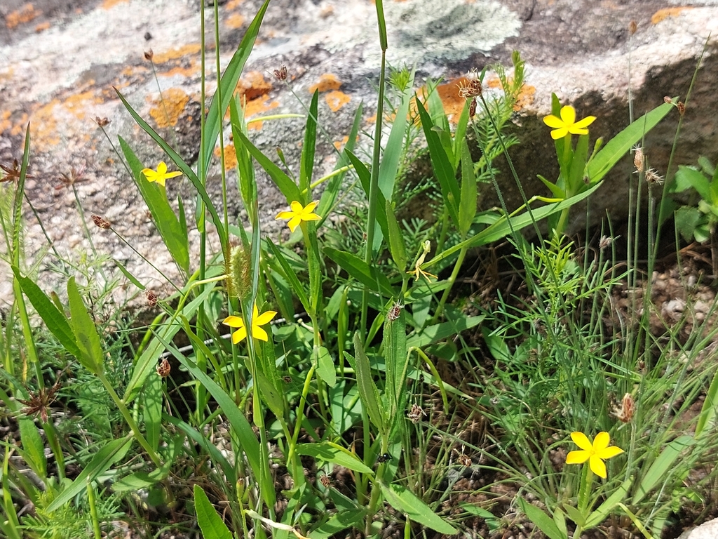 Tricliceras lobatum