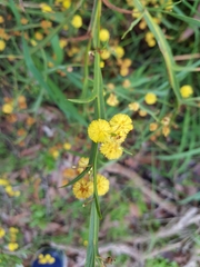 Acacia trigonophylla