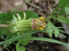Taraxacum