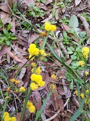 Acacia trigonophylla