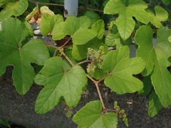 Vitaceae