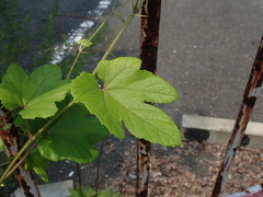 Vitaceae