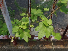 Vitaceae