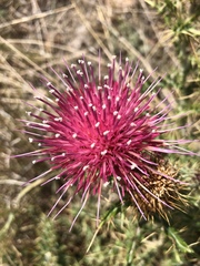Cirsium arizonicum