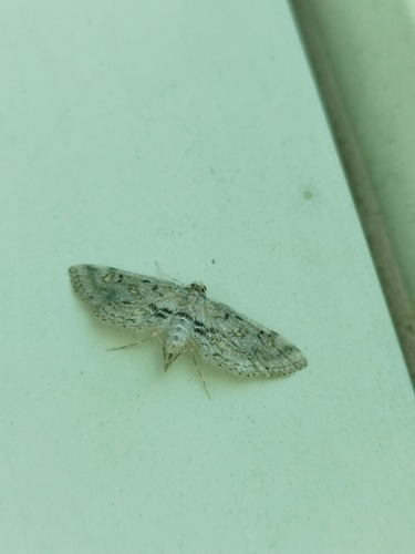 Parapoynx crisonalis
