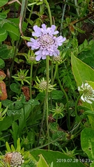 Scabiosa lacerifolia