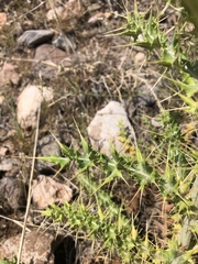 Cirsium arizonicum