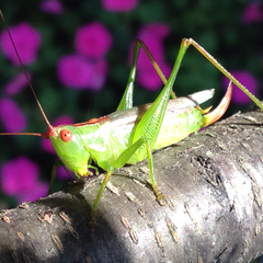 Orchelimum silvaticum