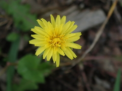 Cichorieae