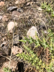 Cirsium arizonicum
