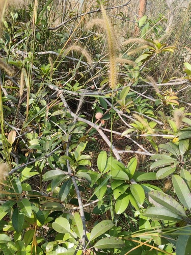 Image of Manilkara zapota by (c) Ram Dayal Vaishnav, some rights reserved (CC BY)