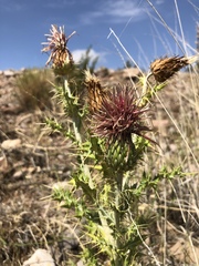 Cirsium arizonicum
