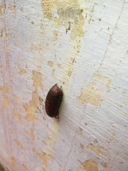 Arthrosphaera