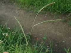 Poaceae