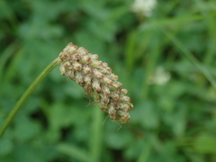Plantago