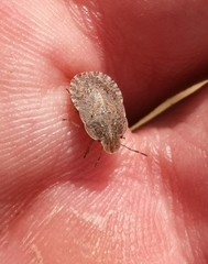 Sciocoris homalonotus