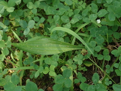 Plantago