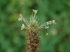 Plantago