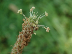 Plantago