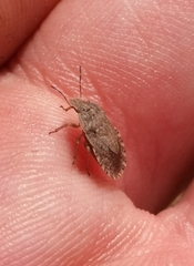 Sciocoris homalonotus