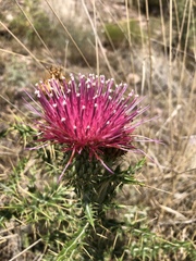 Cirsium arizonicum