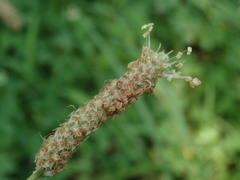 Plantago