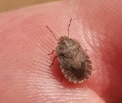 Sciocoris homalonotus