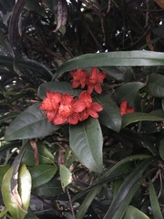 Ochnaceae