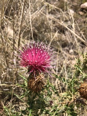 Cirsium arizonicum