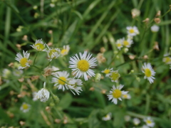 Erigeron