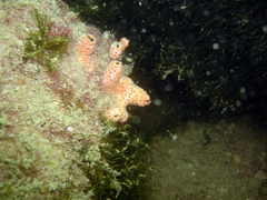 Hemimycale columella