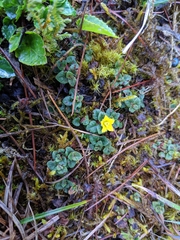 Primulaceae